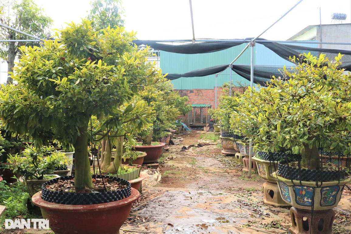 Làng mai Bình Định trên cao nguyên nín thở chờ Tết - 6 Làng mai Bình Định trên cao nguyên nín thở chờ Tết - 6