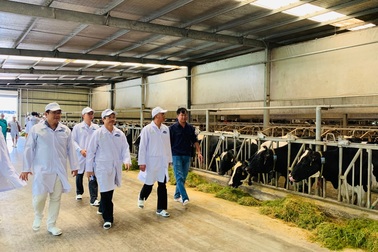“Resort” bò sữa Tây Ninh là hạt nhân để xây dựng vùng chăn nuôi bò sữa an toàn