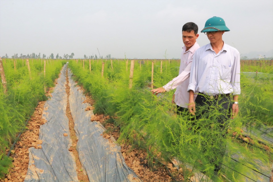 Chủ xưởng cơ khí thu 200 triệu/năm bỏ nghề về trồng măng tây làm giàu - 6 Chủ xưởng cơ khí thu 200 triệu/năm bỏ nghề về trồng măng tây làm giàu - 6