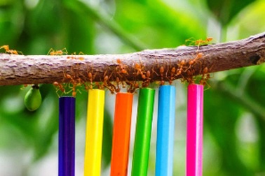 "Choáng" với sức mạnh kỳ diệu của loài kiến