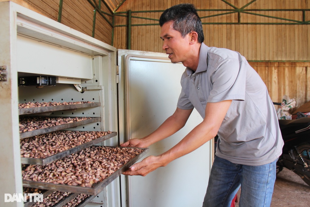 Giám đốc làng thu tiền tỷ nhờ chế biến điều, trồng tre Bát Độ - 1 Giám đốc làng thu tiền tỷ nhờ chế biến điều, trồng tre Bát Độ - 1