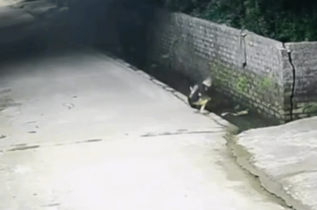 Bé trai nhanh trí hô hoán cứu người ngã xuống mương - 1 Bé trai nhanh trí hô hoán cứu người ngã xuống mương - 1