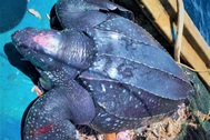 Rùa quý hiếm nặng 200kg, dài 1,6m mắc lưới ngư dân