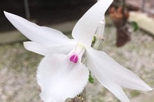 Nhánh phong lan bằng gang tay giá hơn 1 tỷ: Chấn động dân chơi