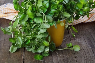 Cải xoong giúp phòng ung thư