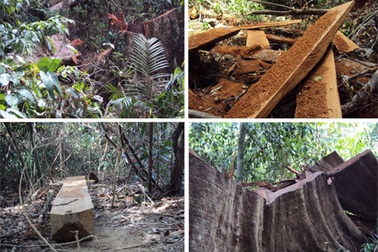 Rừng nguyên sinh tại VN sắp suy kiệt nghiêm trọng