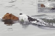 Video: Bị cá sấu dìm xuống nước, sư tử vẫn thoát chết thần kỳ