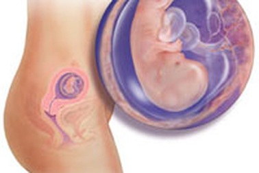 Thai 12 tuần tuổi