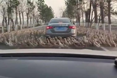 Tài xế bối rối khi bất ngờ bị đàn vịt bao vây trên đường