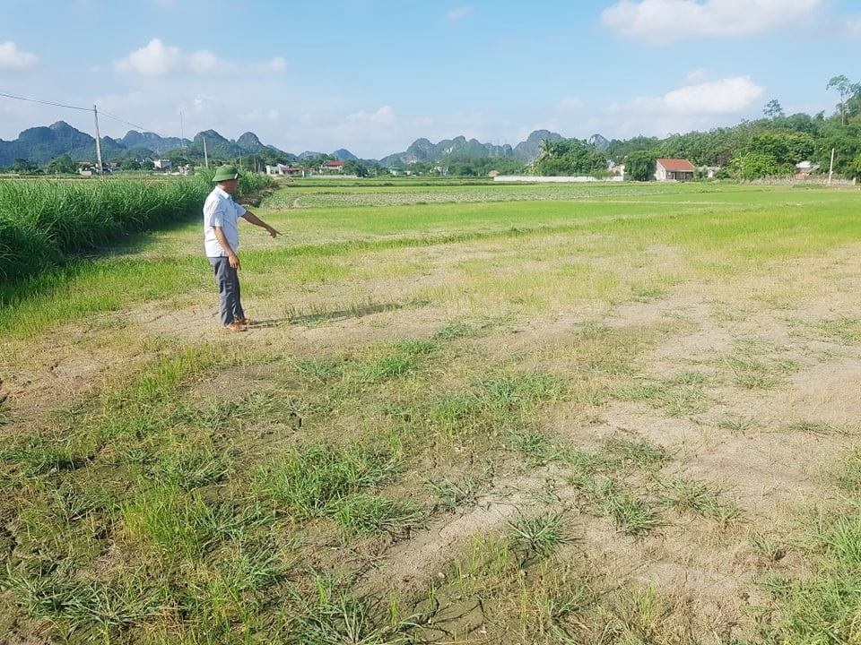 Ruộng nứt nẻ, lúa khô cháy, nông dân căng mình chống hạn - 7 Ruộng nứt nẻ, lúa khô cháy, nông dân căng mình chống hạn - 7