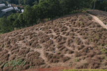 Đà Lạt: Cảnh tan hoang của đồi cỏ hồng vì du khách chen nhau chụp ảnh