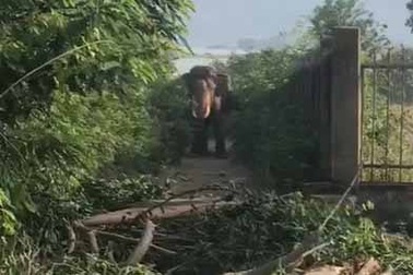 Một nài voi bị voi đực quật tử vong