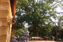 Vụ cây sưa 24,5 tỷ đồng: Ăn chia không đều, đánh người dã man