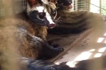 Truy bắt đối tượng vận chuyển 9 cá thể động vật quý hiếm