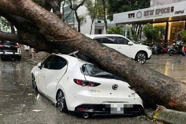 Cây bật gốc đè bẹp ô tô, chủ phương tiện có được yêu cầu bảo hiểm hỗ trợ?