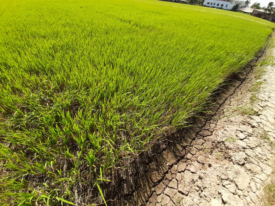 Thiếu nước ngọt, dân đánh liều bơm nước nhiễm mặn… cứu lúa - 2 Thiếu nước ngọt, dân đánh liều bơm nước nhiễm mặn… cứu lúa - 2