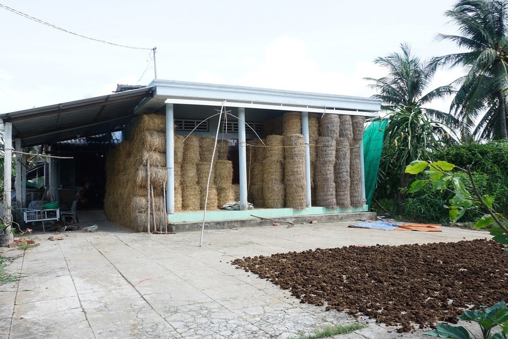 Bến Tre: Nhiều gia đình sống khỏe nhờ nuôi bò bán giống lẫn phân - 4 Bến Tre: Nhiều gia đình sống khỏe nhờ nuôi bò bán giống lẫn phân - 4