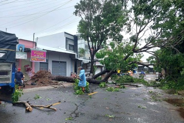 Mưa dông làm sập cổng chào, đổ cây xanh, tốc mái nhà dân