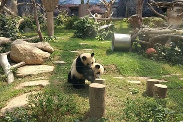 Cặp gấu nô đùa trong vườn thú