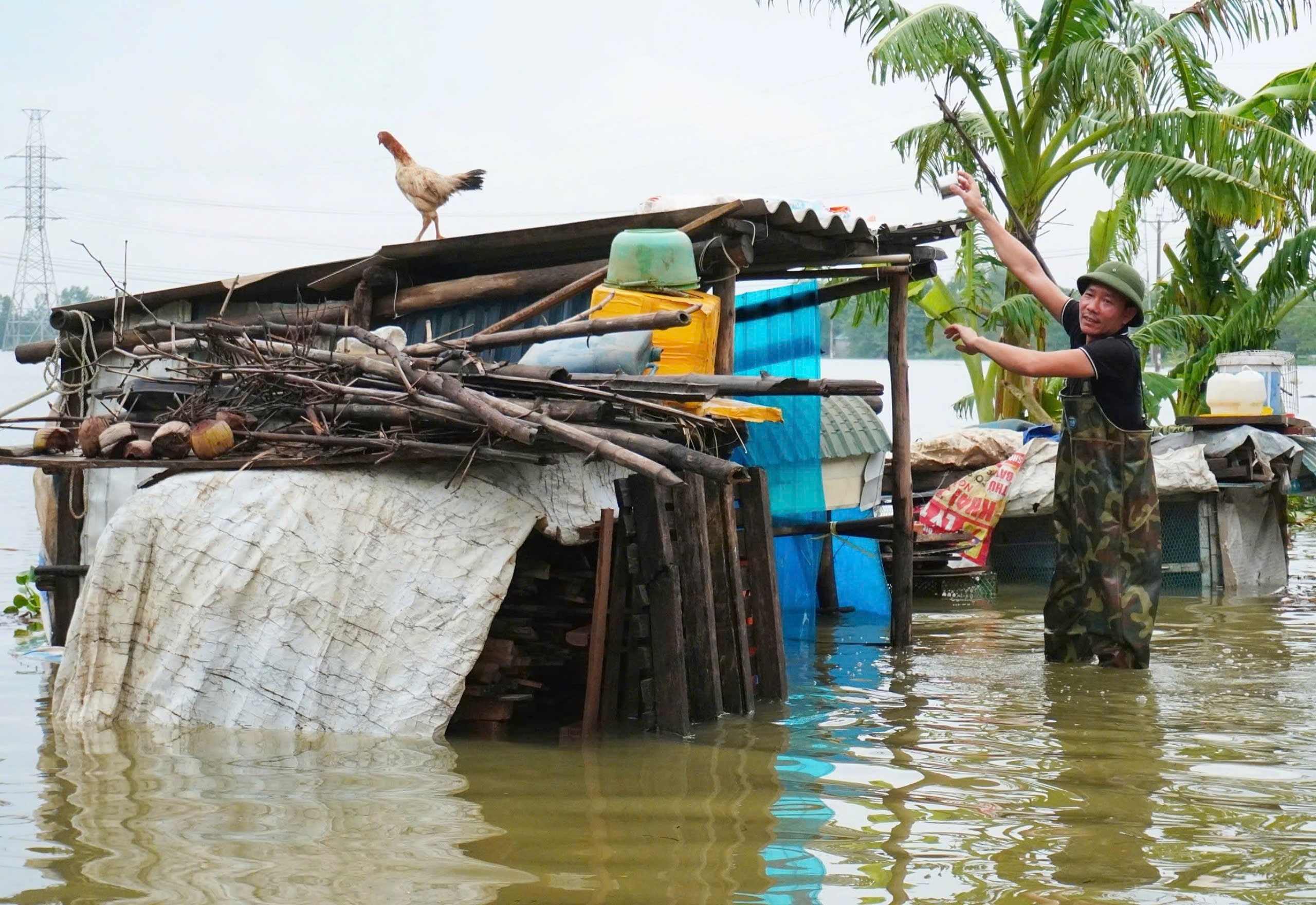 View - Hà Nội: Nước ngập đến cổ, lão nông mất trắng 2 ao cá, đàn trâu gặp nguy | Báo Dân trí