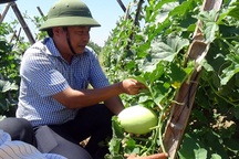 Kỳ lạ rau xanh, cây trái mỡ màng giữa “sa mạc cát” nóng 60 độ C