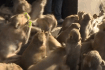 Bầy khỉ "cuồng sex" đổ xuống đường gây náo loạn