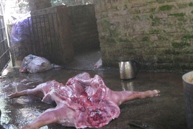 Theo chân thịt lợn giá rẻ vào lò giết mổ lợn ốm chết