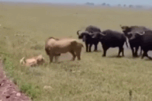 Khoảnh khắc cặp đôi sư tử "muối mặt" bị trâu rừng xua đuổi