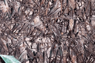 Lạ lùng món "tôm bò trên cây" của người xứ Lạng