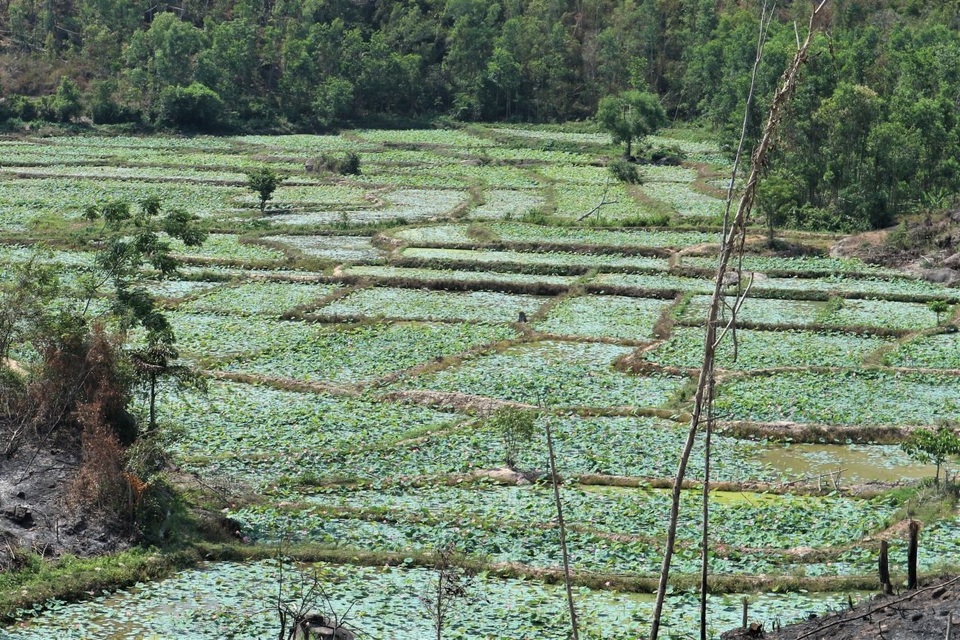 Cả làng trồng sen, chỉ bán hạt cũng lãi gấp đôi so với trồng lúa - 2 Cả làng trồng sen, chỉ bán hạt cũng lãi gấp đôi so với trồng lúa - 2