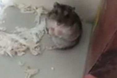 Thán phục chú chuột hamster có tài diễn xuất