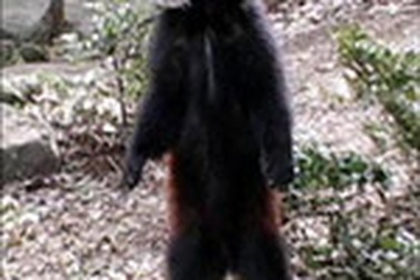 Gấu đứng như người