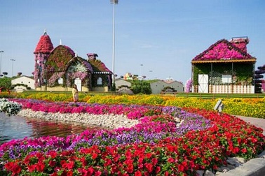 Khám phá Abu Dhabi: Thành phố ngàn hoa trên sa mạc