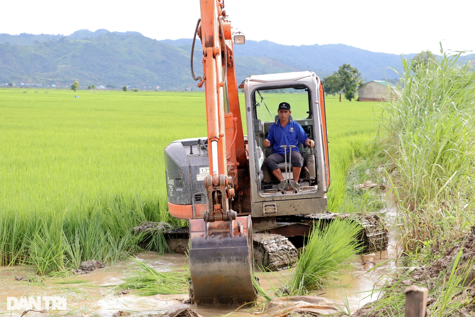 Nông dân căng mình đắp đê cứu nghìn héc ta lúa nguy cơ ngập trắng - 3 Nông dân căng mình đắp đê cứu nghìn héc ta lúa nguy cơ ngập trắng - 3