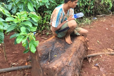 Cây thủy tùng quý hiếm trên 500 tuổi bị chặt hạ trong đêm mưa