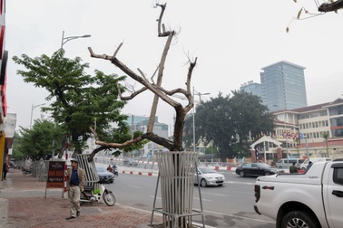 Truyền dịch giải cứu bất thành, hàng chục cây sưa đỏ chết khô ở Hà Nội