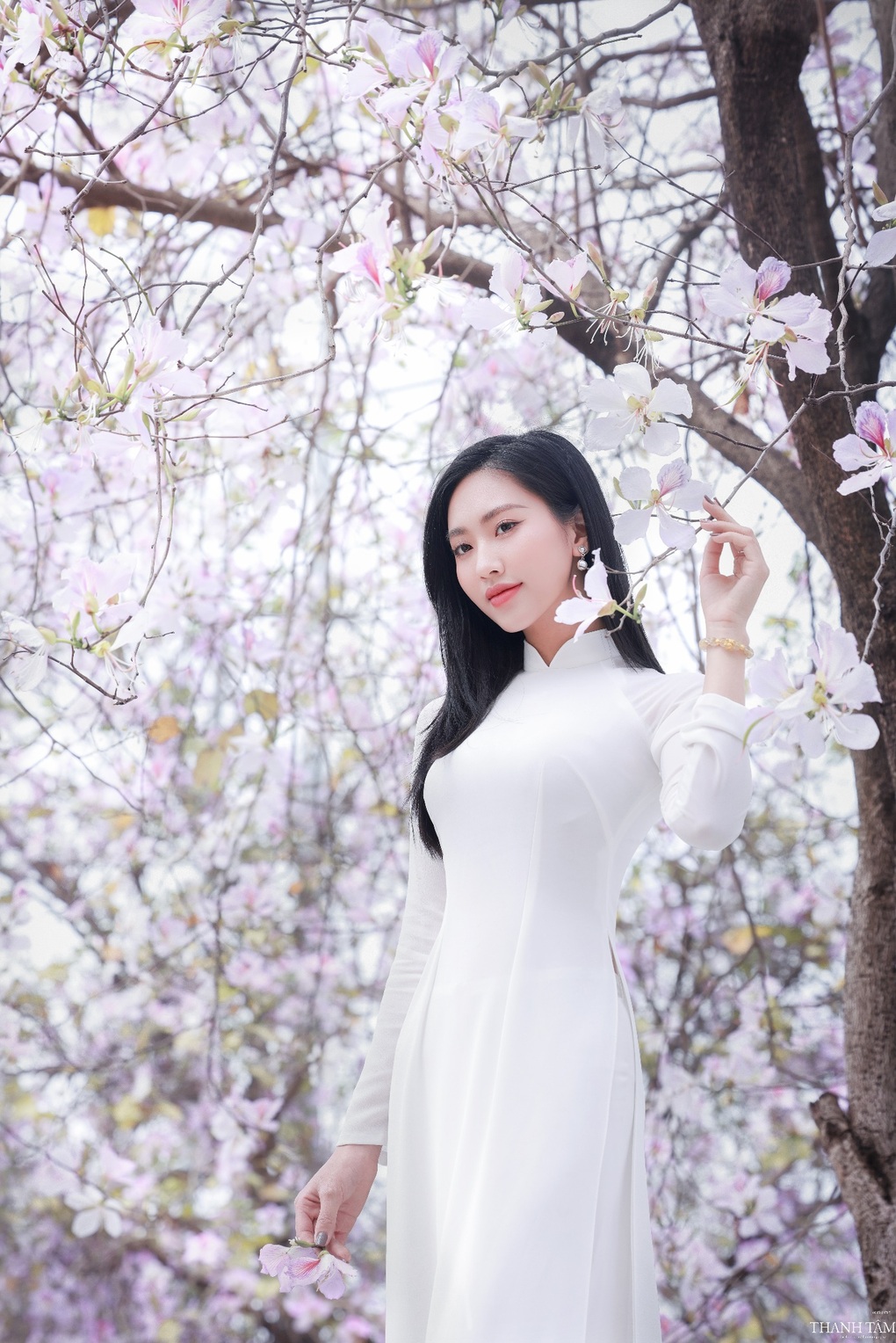 Dạo bước dưới hàng hoa ban thơ mộng ở Thủ đô - 5 Dạo bước dưới hàng hoa ban thơ mộng ở Thủ đô - 5