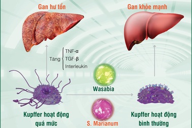 Bảo vệ gan trước “vòng vây” thực phẩm bẩn
