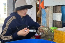 Bơm thạch rau câu, biến tôm hùm chết thành tôm tươi