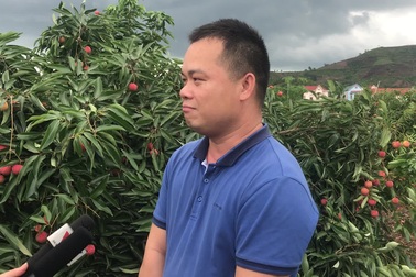 Lái buôn Trung Quốc tăng mua gấp đôi, mỗi ngày 3.000 tấn vải thiều