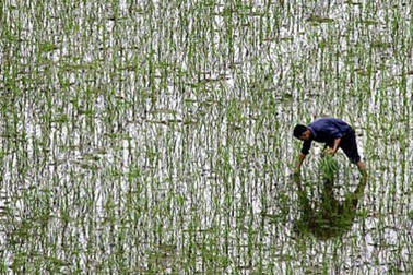Mỹ: Gạo Trung Quốc chứa nhiều chì nhất