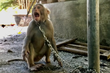 Bắt được cá thể khỉ vàng nằm trong sách đỏ thế giới