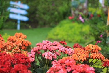 Đắm say sắc hoa Bà Nà Hills