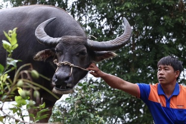 Chú trâu mắc kẹt 6 ngày trên mái nhà ở rốn lũ Hoà Thịnh được giải cứu