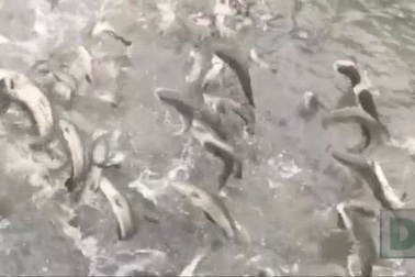 Cá lóc biết "bay"