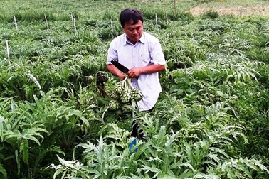 1 kg hoa khô Atiso đắt hơn 1 kg thịt bò