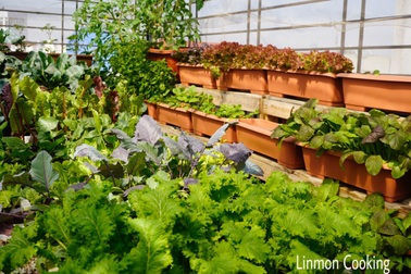 Gia đình Hải Phòng làm vườn "trốn dịch", trồng rau trái sạch ở sân thượng