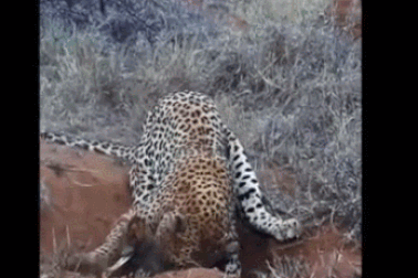 Cận cảnh báo đốm nhảy thẳng vào hang để “hạ gục” lợn rừng