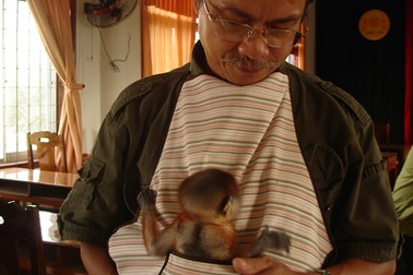 Cứu con voọc chà vá chân xám suýt bị biến thành món nhậu