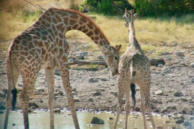 Thói quen kỳ lạ của hươu cao cổ khi đi tìm bạn tình